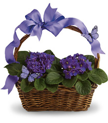 Violets And Butterflies Cottage Florist Lakeland Fl 33813 Premium Flowers lakeland